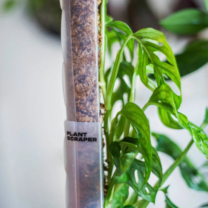 Tutore in Sfagno per Piante [Classic] - Forma a D PlantScraper (S - M - L - XL) 🌿