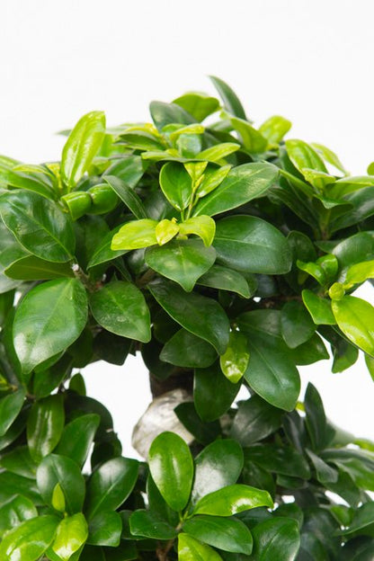 Ficus microcarpa &