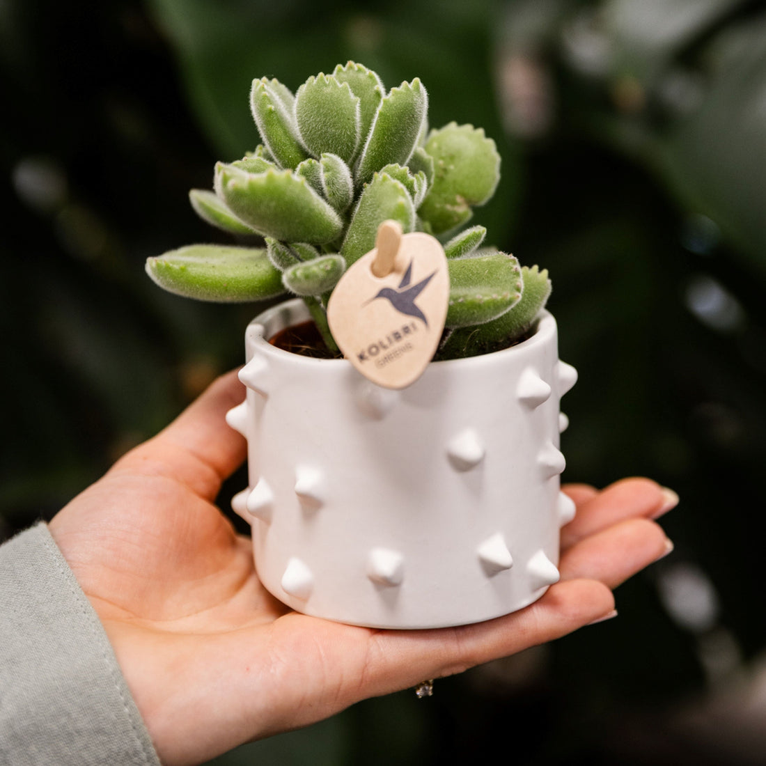 Coprivaso di Design in Ceramica con Texture a Rilievo per Baby Plant (6 cm) 🎨✨
