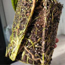 Vaso Trasparente per Aroidi e Piante Tropicali PlantScraper (10cm - 12cm - 14cm) 🌿👀