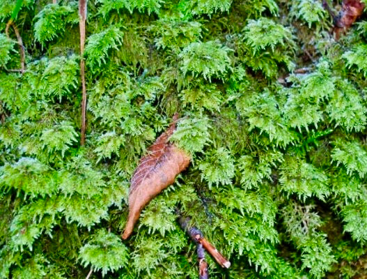 Thamnobryum alopecurum &