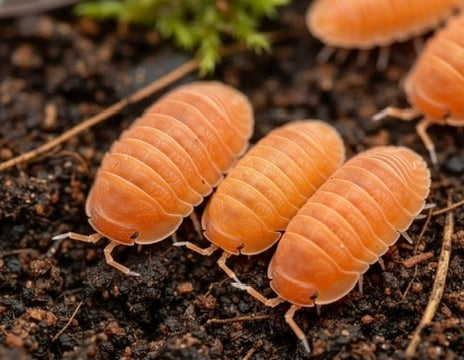 Cubaris Murina Mandarin: Isopodi Arancioni Pulitori per Terrarium