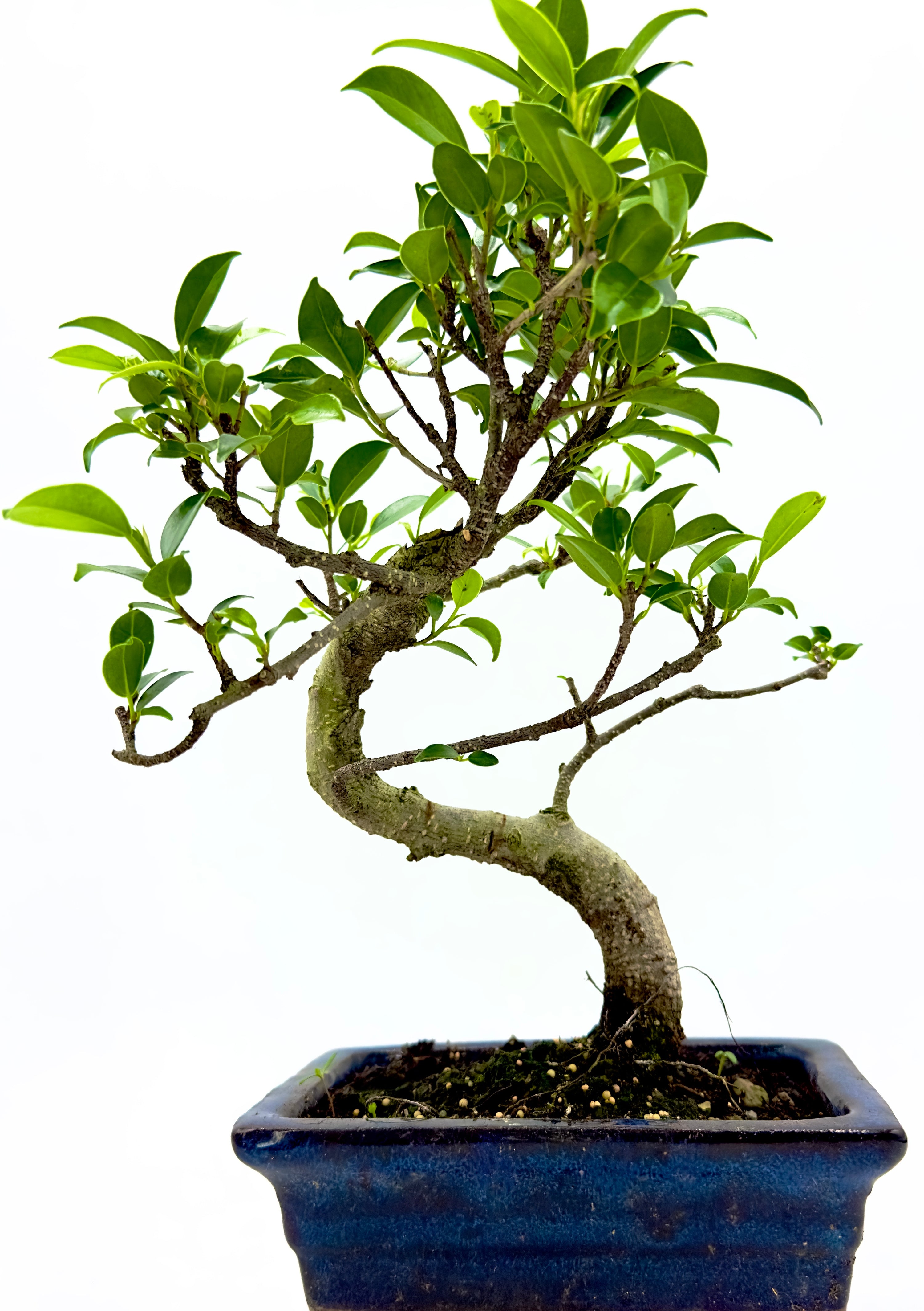Bonsai Ficus Microcarpa di 10 anni con radici aeree Ginseng intrecciate e chioma folta in vaso da 15 cm di Dreaming Plants.