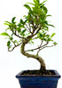 Bonsai Ficus Microcarpa di 10 anni con radici aeree Ginseng intrecciate e chioma folta in vaso da 15 cm di Dreaming Plants.