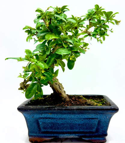 Bonsai di Carmona Retusa Dreaming Plants con piccole foglie verde scuro e delicati fiori bianchi a stella in vaso da 15 cm.