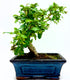 Bonsai di Carmona Retusa Dreaming Plants con piccole foglie verde scuro e delicati fiori bianchi a stella in vaso da 15 cm.