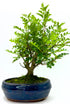Bonsai di Zanthoxylum Piperitum Dreaming Plants con chioma densa verde brillante e tronco sinuoso in vaso da 15 cm, ideale per arredamento zen.