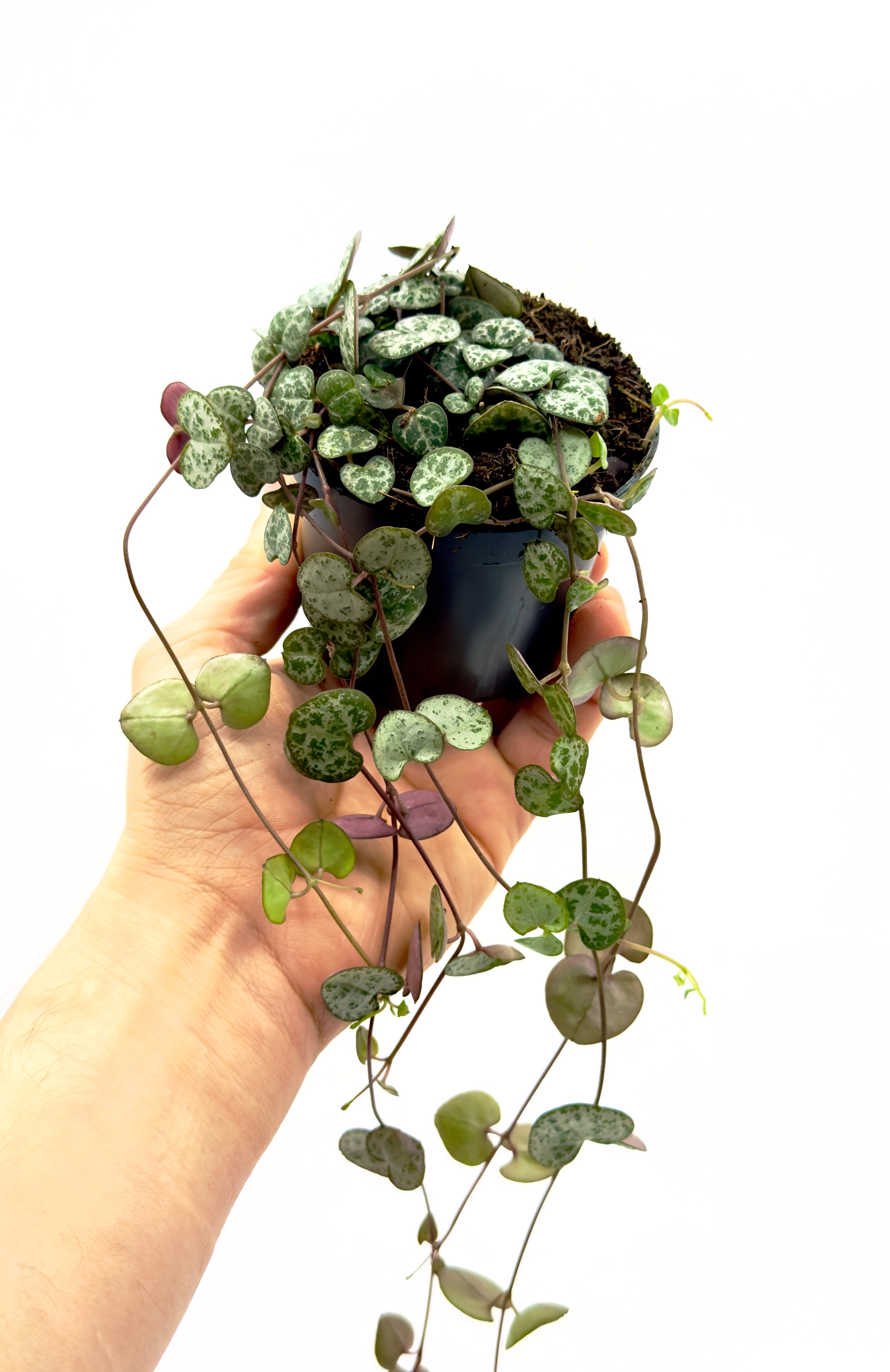 Ceropegia woodii "String of Hearts" di Dreaming Plants con foglie a cuore marmorizzate argento e verde su lunghi steli ricadenti in vaso da 8,5 cm.