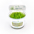 Confezione in vitro di muschio Taxiphyllum sp. Giant Dreaming Plants, garantito senza parassiti o alghe per acquari e terrarium professionali.