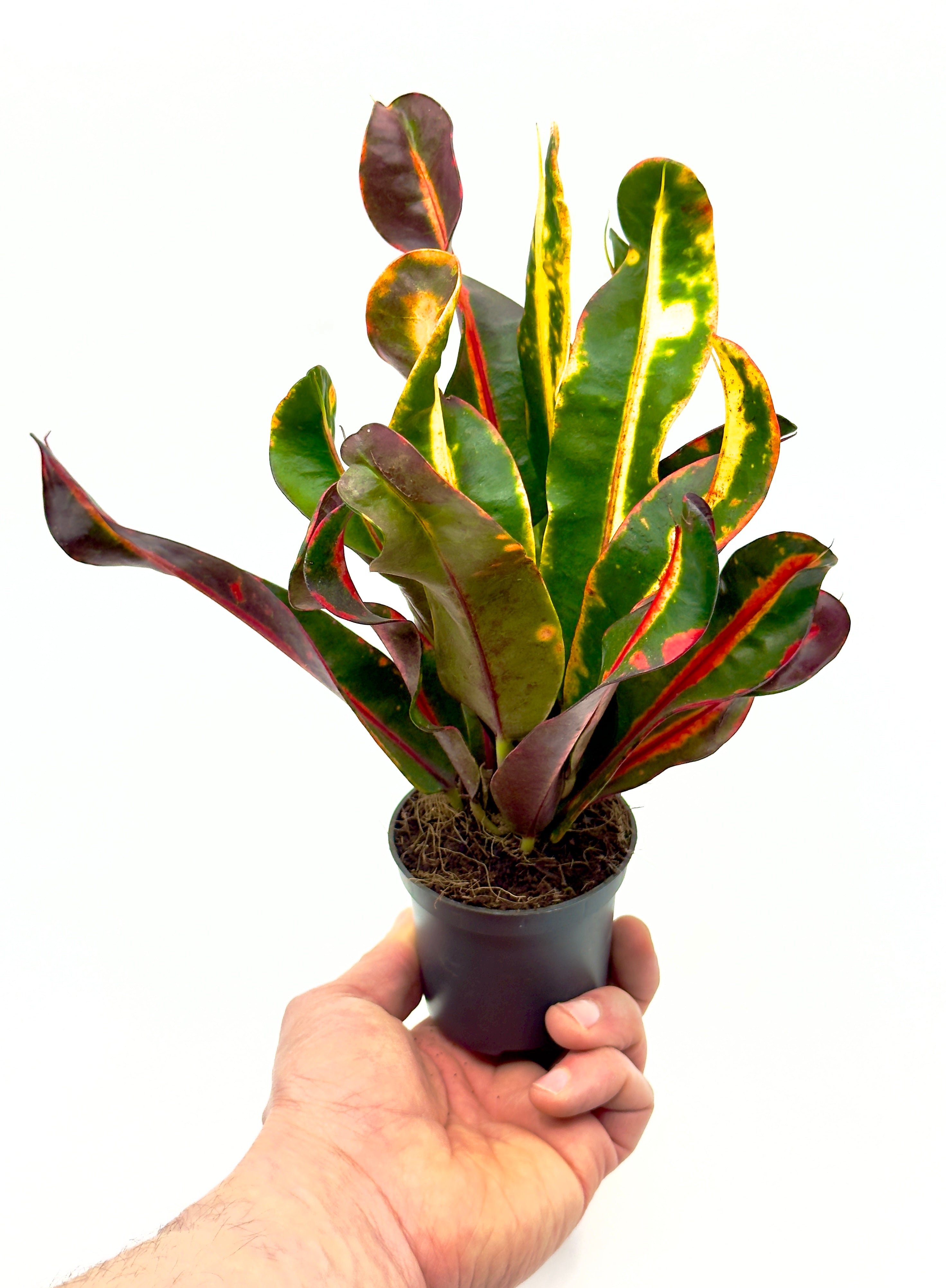 Croton Mammi con foglie arricciate dai colori vivaci rosso giallo e verde per decorare i tuoi spazi di casa