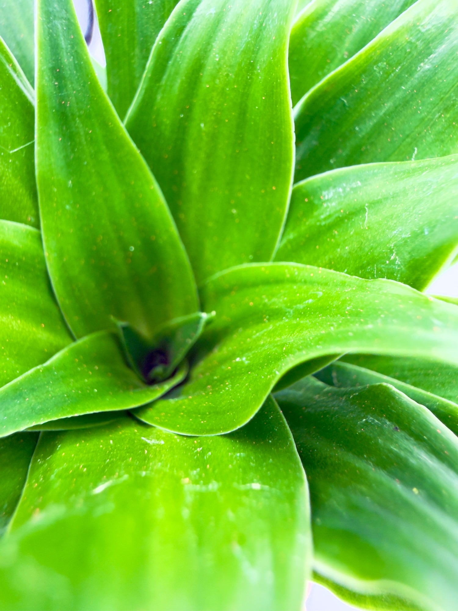 Dracaena fragrans Massangeana con grandi foglie variegate verdi e gialle per l&