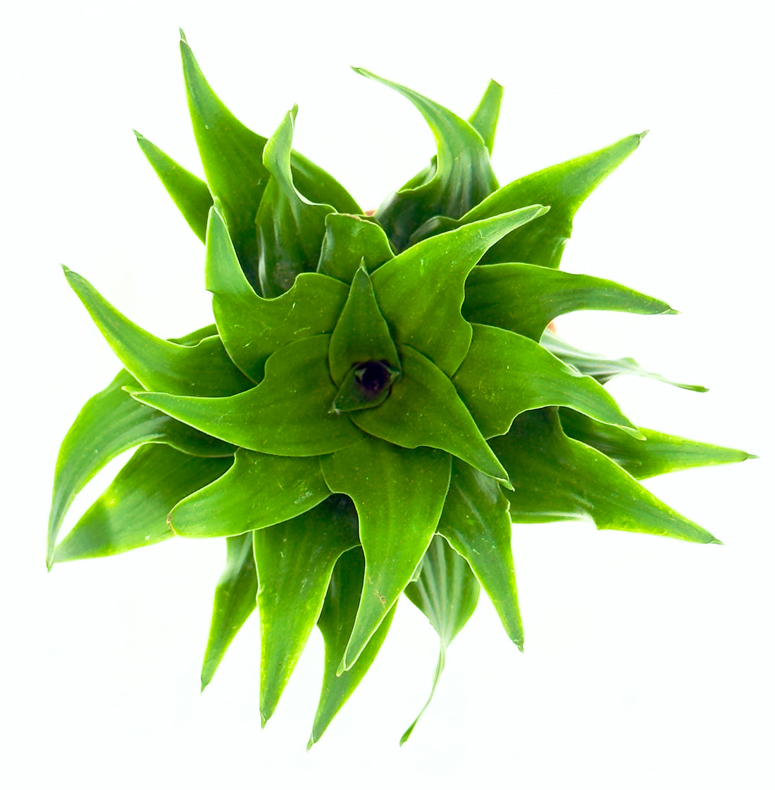 Dracaena fragrans Massangeana con grandi foglie variegate verdi e gialle per l&