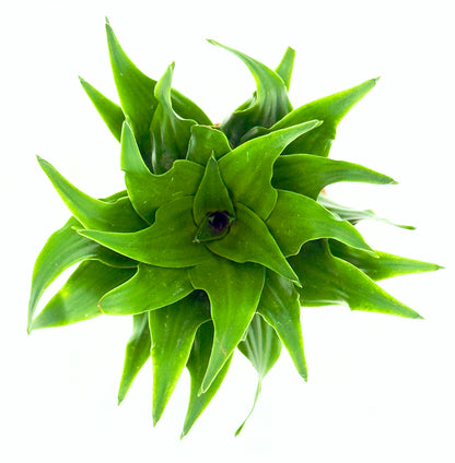 Dracaena fragrans Massangeana con grandi foglie variegate verdi e gialle per l&