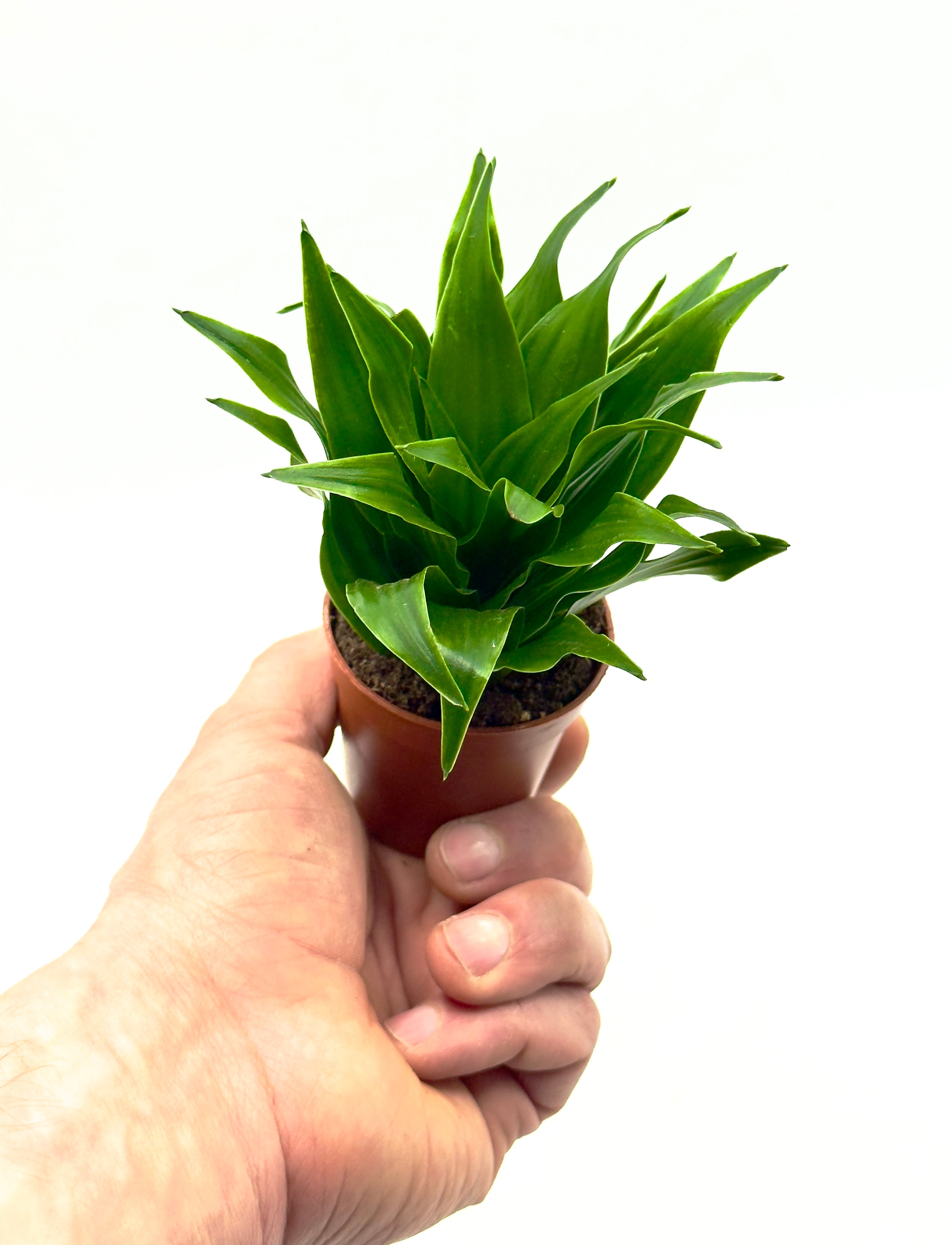 Dracaena fragrans Massangeana con grandi foglie variegate verdi e gialle per l&