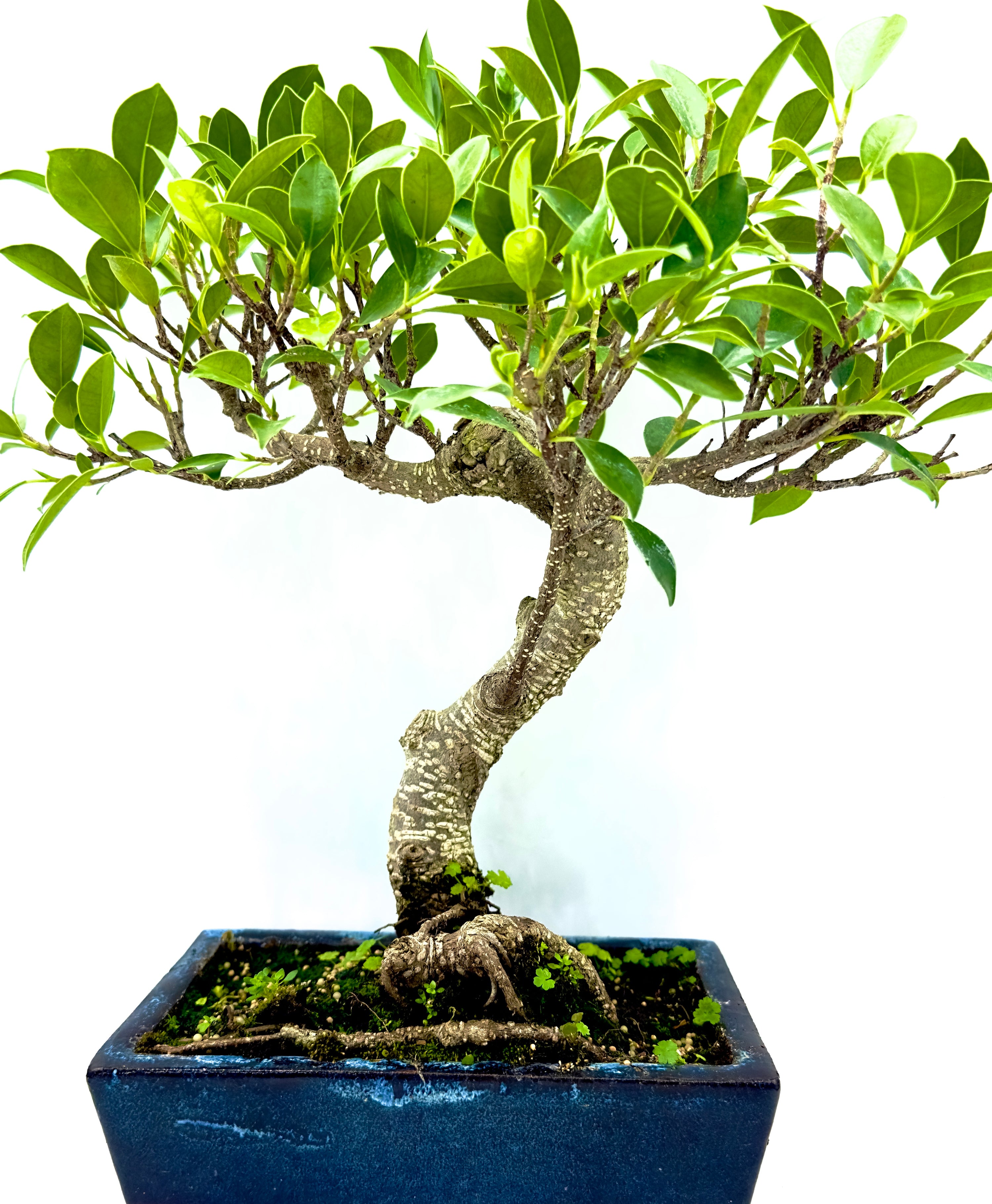 Esemplare maturo di Bonsai Ficus Microcarpa di 15 anni con radici aeree intrecciate e chioma folta in vaso da 20 cm, perfetto per arredamento zen.