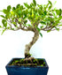 Esemplare maturo di Bonsai Ficus Microcarpa di 15 anni con radici aeree intrecciate e chioma folta in vaso da 20 cm, perfetto per arredamento zen.
