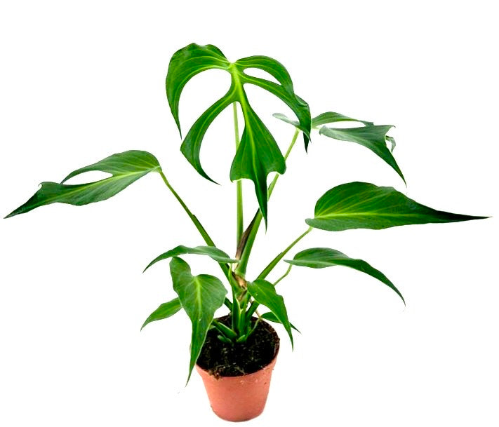 Esemplare specimen di Monstera Burle Marx Flame con foglie spesse e profonde incisioni a fiamma, pianta rara da interno su Dreaming Plants.