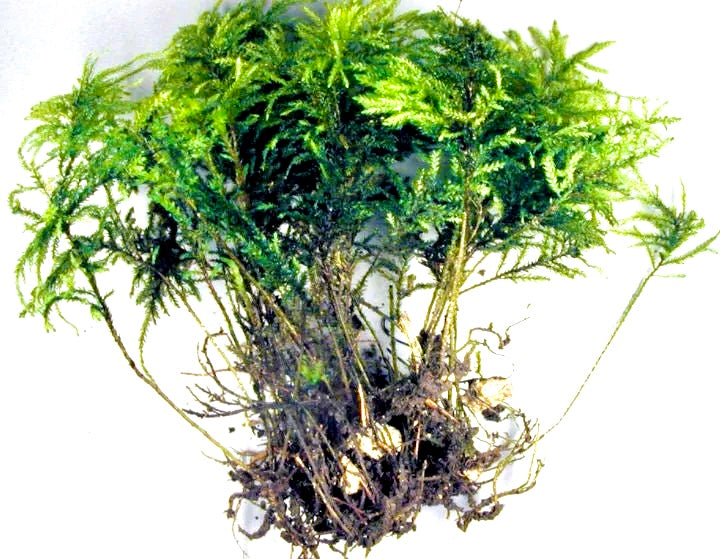 Thamnobryum alopecurum &