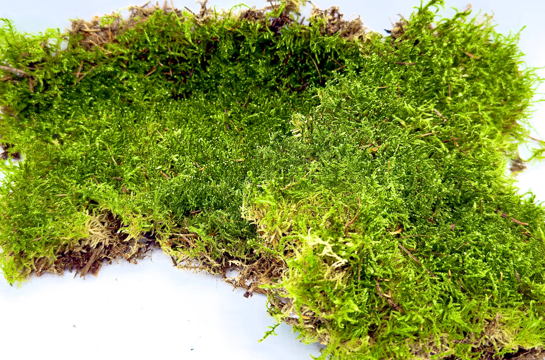 Flat Moss muschio piatto vivo di Dreaming Plants, tappeto verde smeraldo ideale per decorazione terrarium e composizioni botaniche.