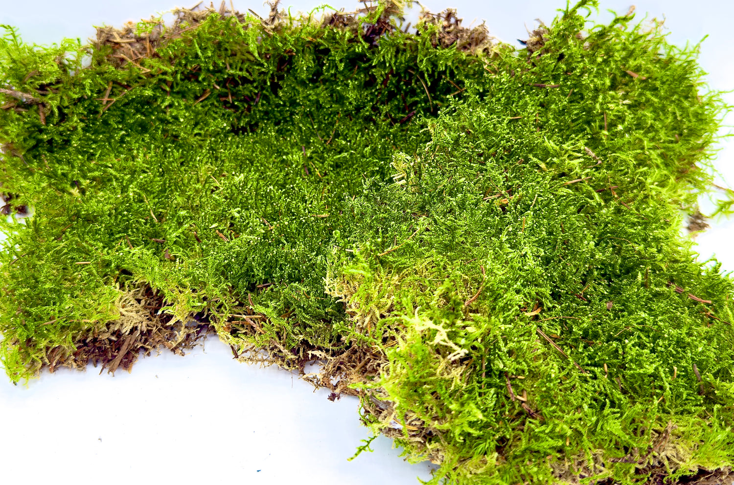 Flat Moss muschio piatto vivo di Dreaming Plants, tappeto verde smeraldo ideale per decorazione terrarium e composizioni botaniche.