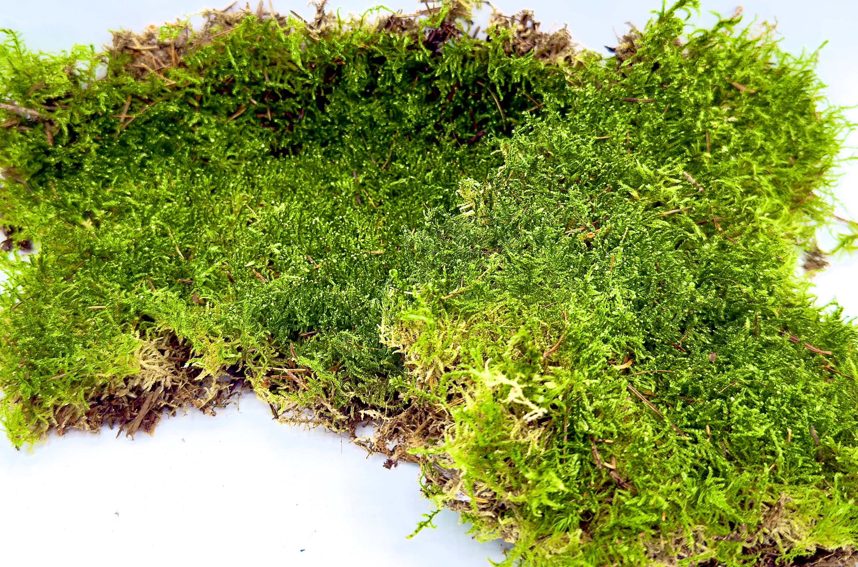 Flat Moss muschio piatto vivo di Dreaming Plants, tappeto verde smeraldo ideale per decorazione terrarium e composizioni botaniche.