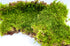 Flat Moss muschio piatto vivo di Dreaming Plants, tappeto verde smeraldo ideale per decorazione terrarium e composizioni botaniche.