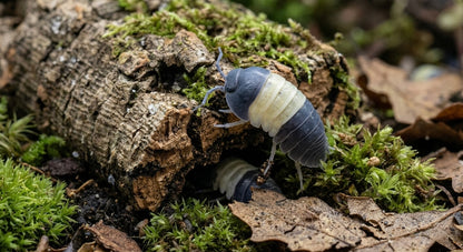 Cubaris sp. Panda King: Isopodi Ornamentali per Terrari Bioattivi