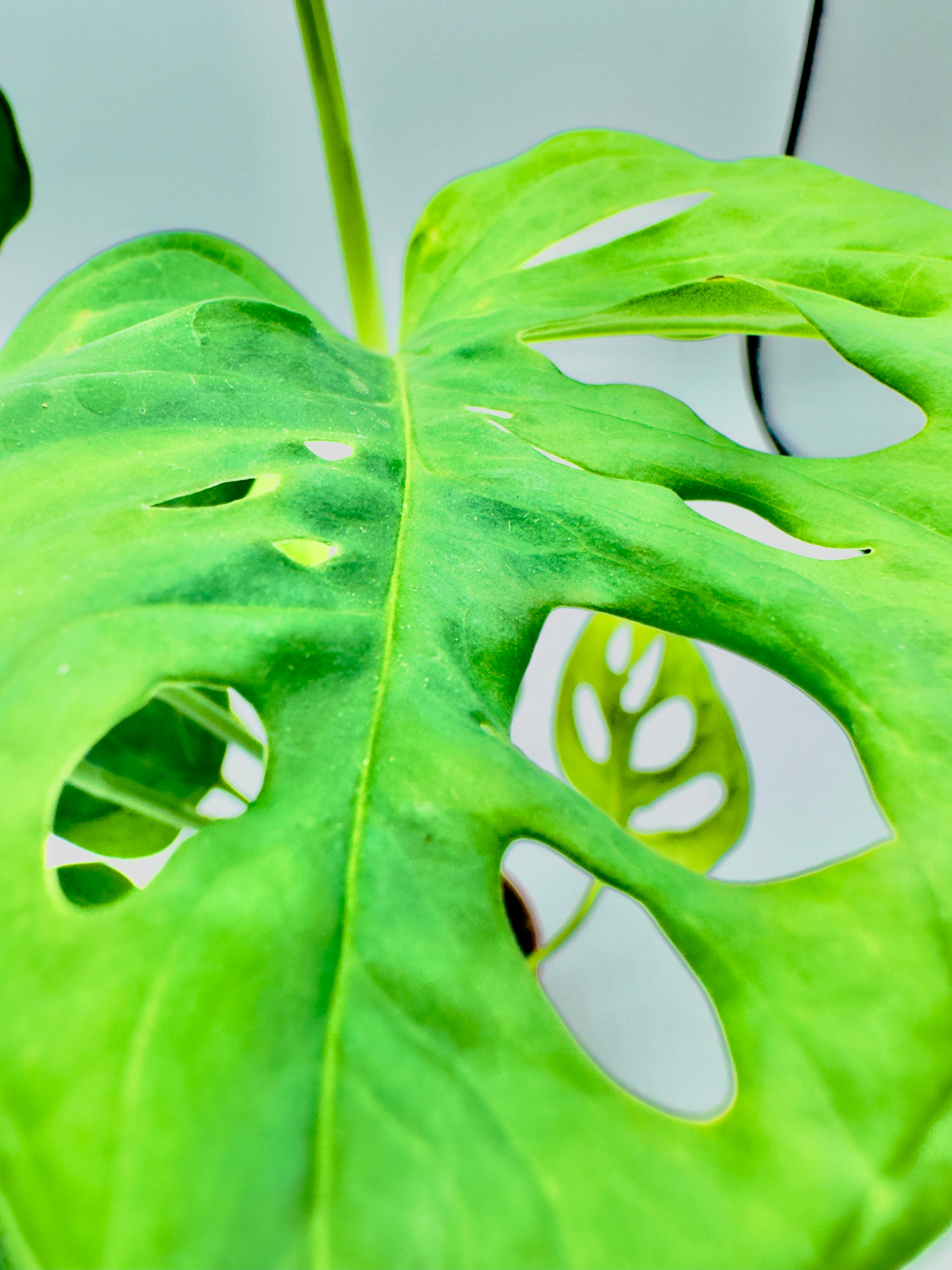 Baby Plant Monstera adansonii - La Scultura Verde Forata