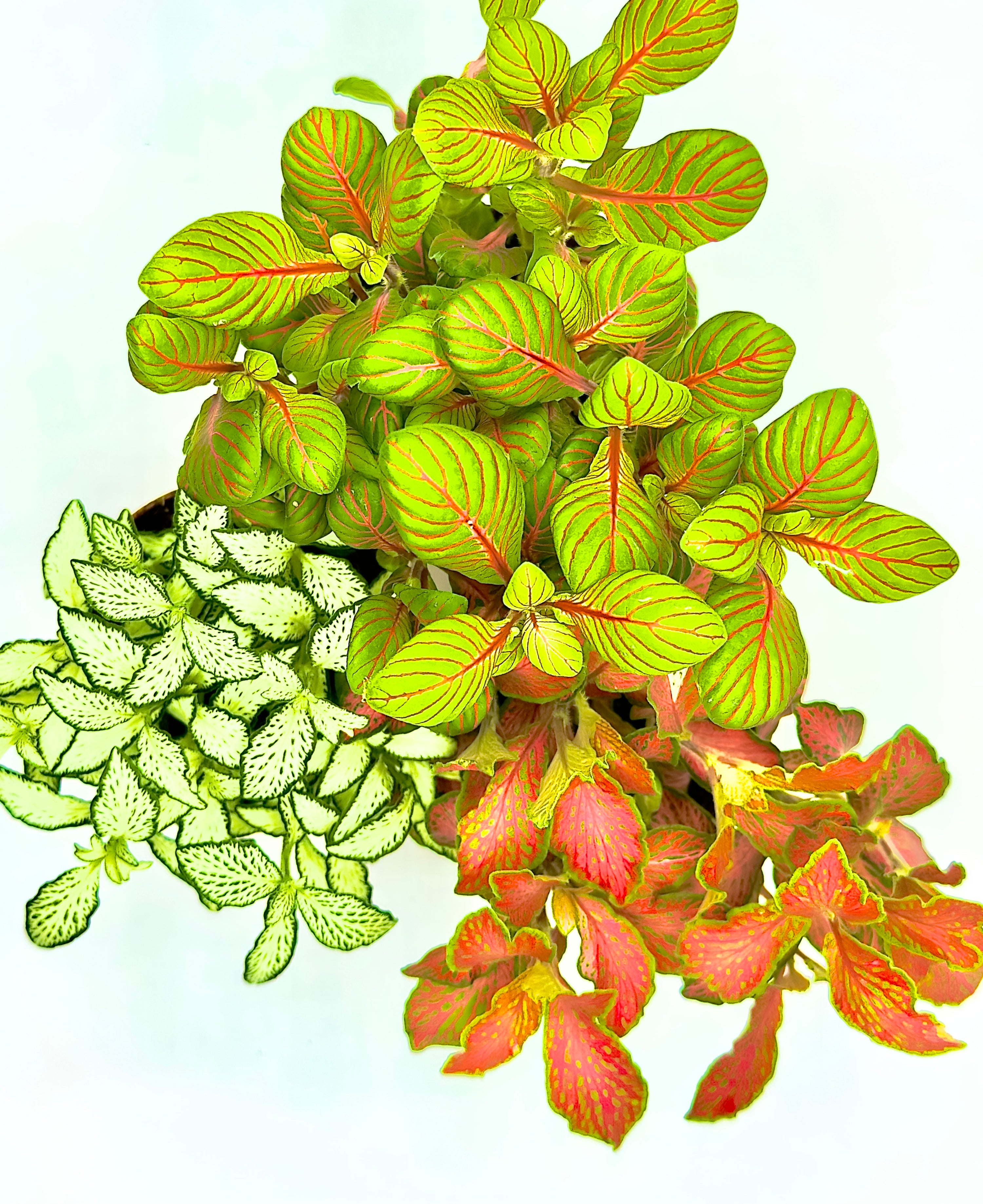 Fittonia Mix - La Pianta Mosaico dalle Venature Colorate
