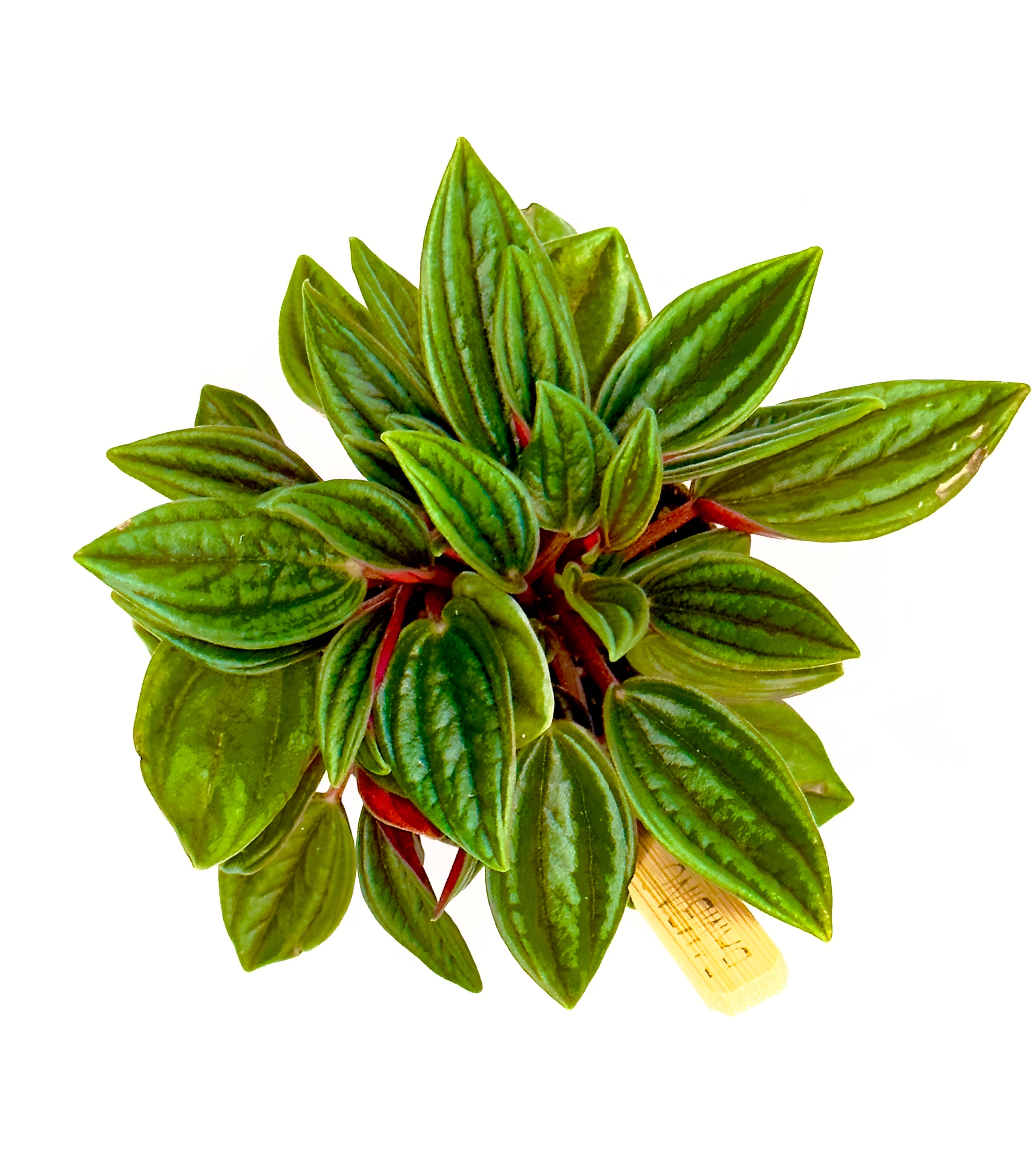 Baby Plant Peperomia Caperata - Il Gioiello Verde e Rosso