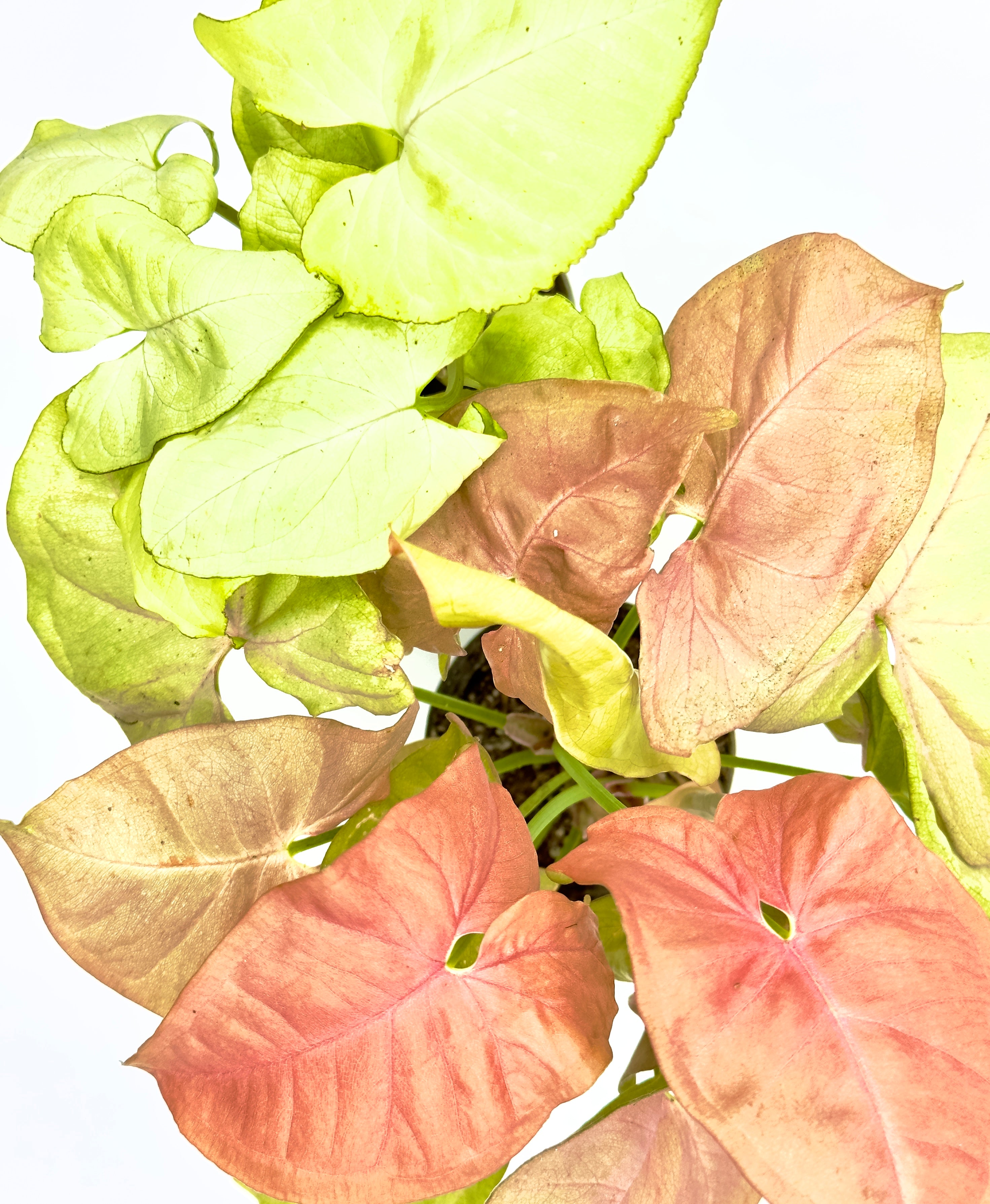 Baby Plant Syngonium Mix - La Varietà Tropicale a Cuore