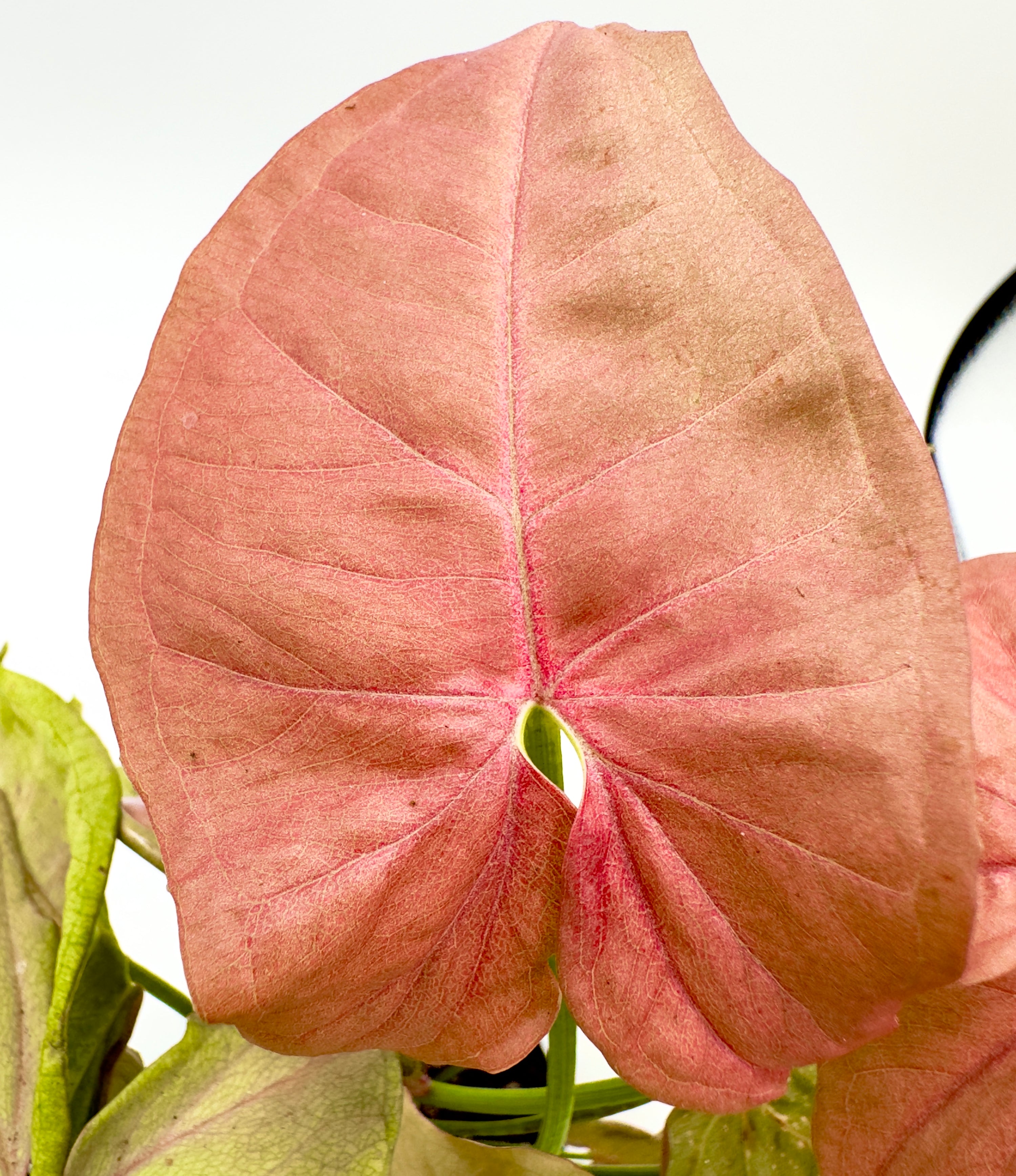 Baby Plant Syngonium Mix - La Varietà Tropicale a Cuore