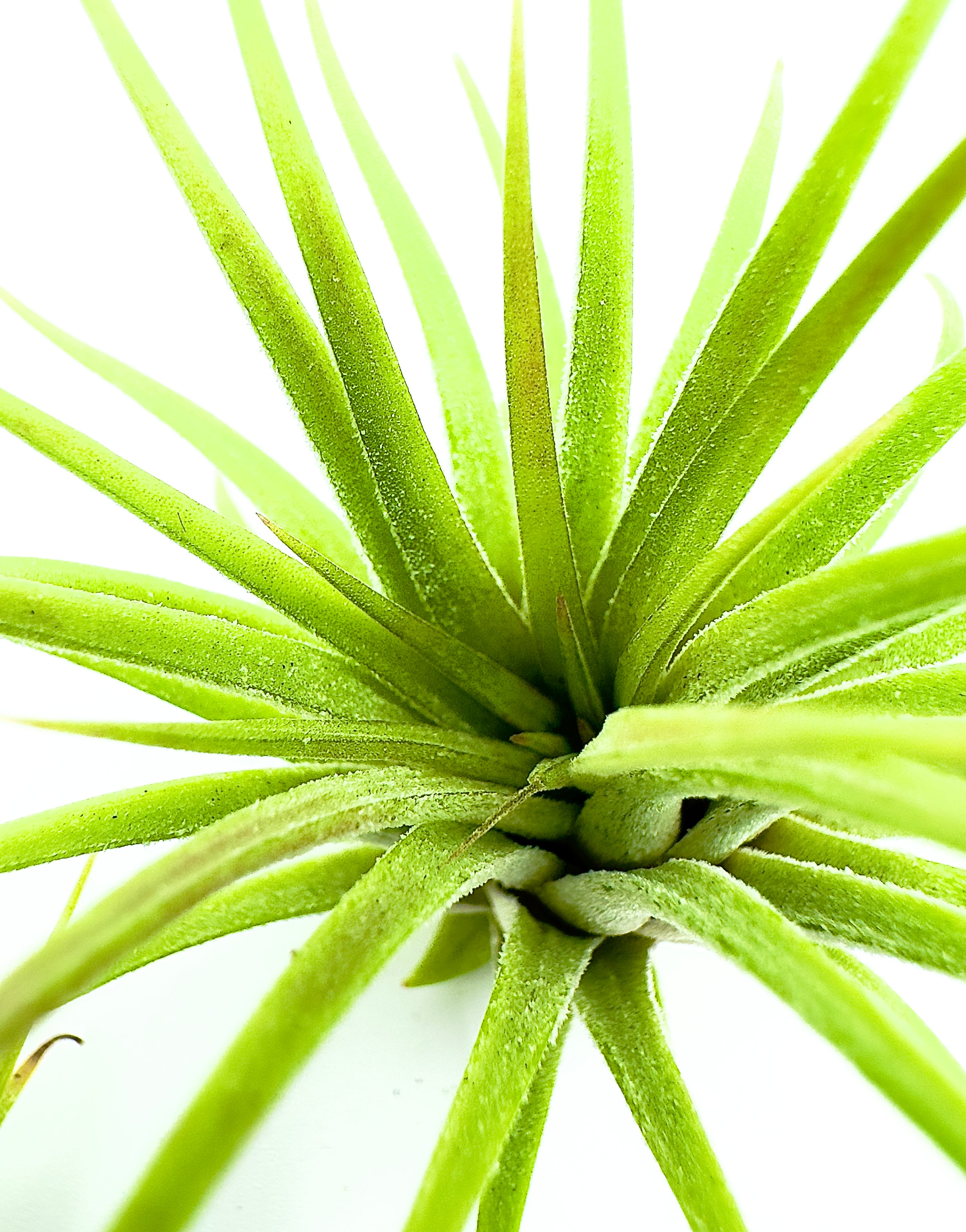 Tillandsia ionantha - L&