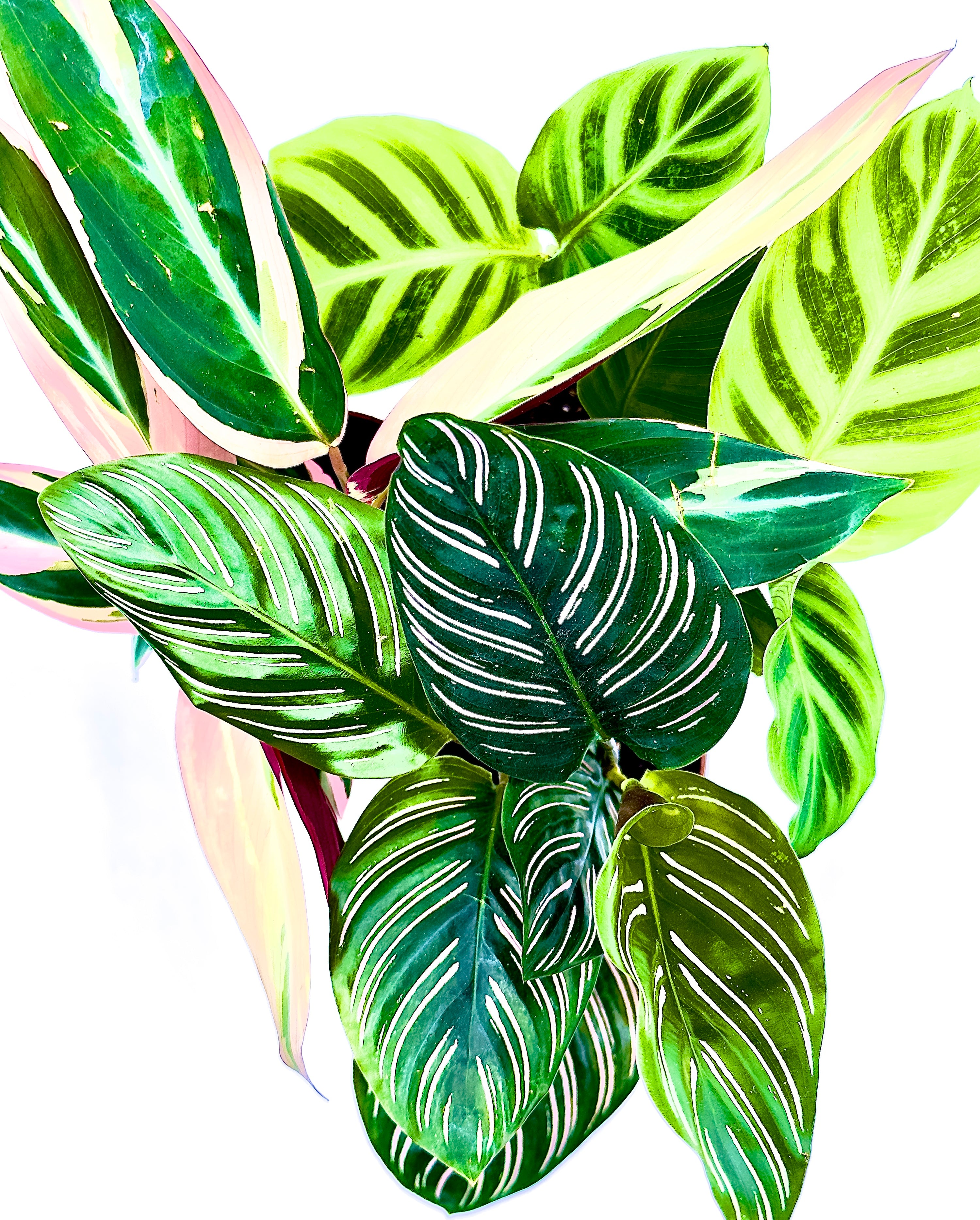 Baby Plant Calathea Mix - La Pianta che Danza con la Luce