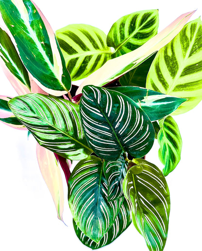 Baby Calathea Mix