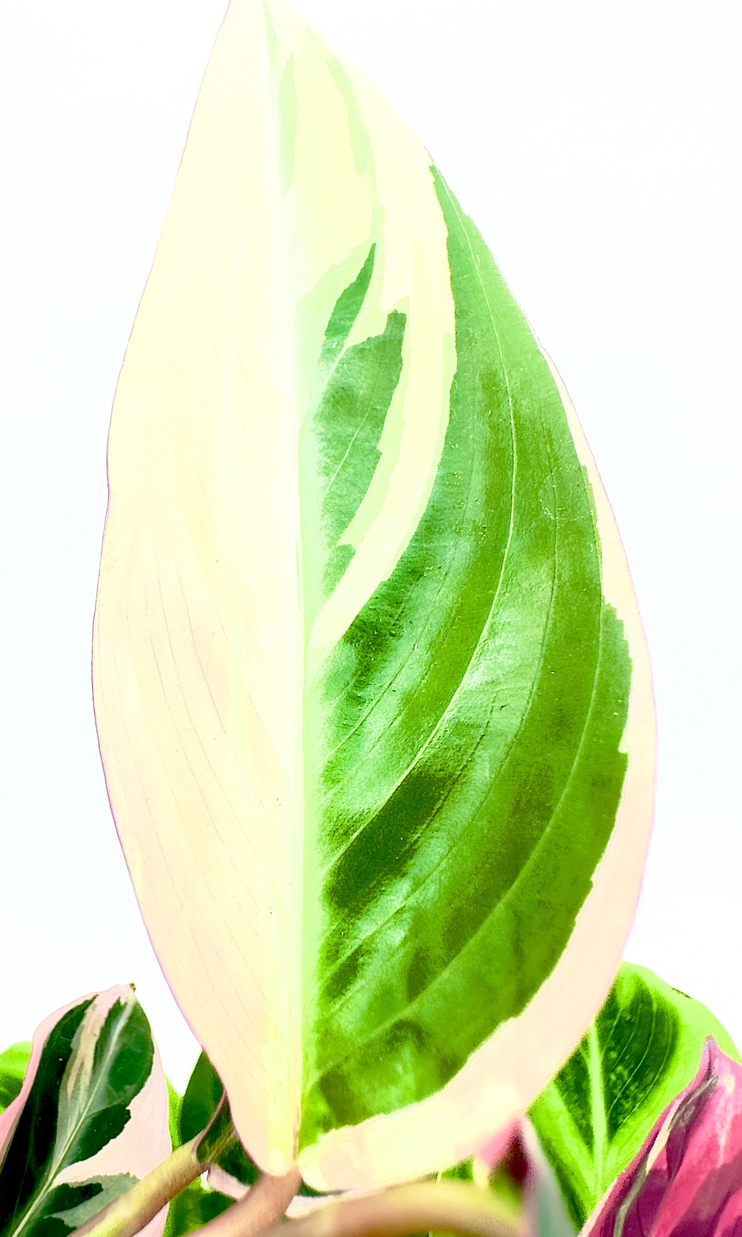 Baby Plant Calathea Mix - La Pianta che Danza con la Luce