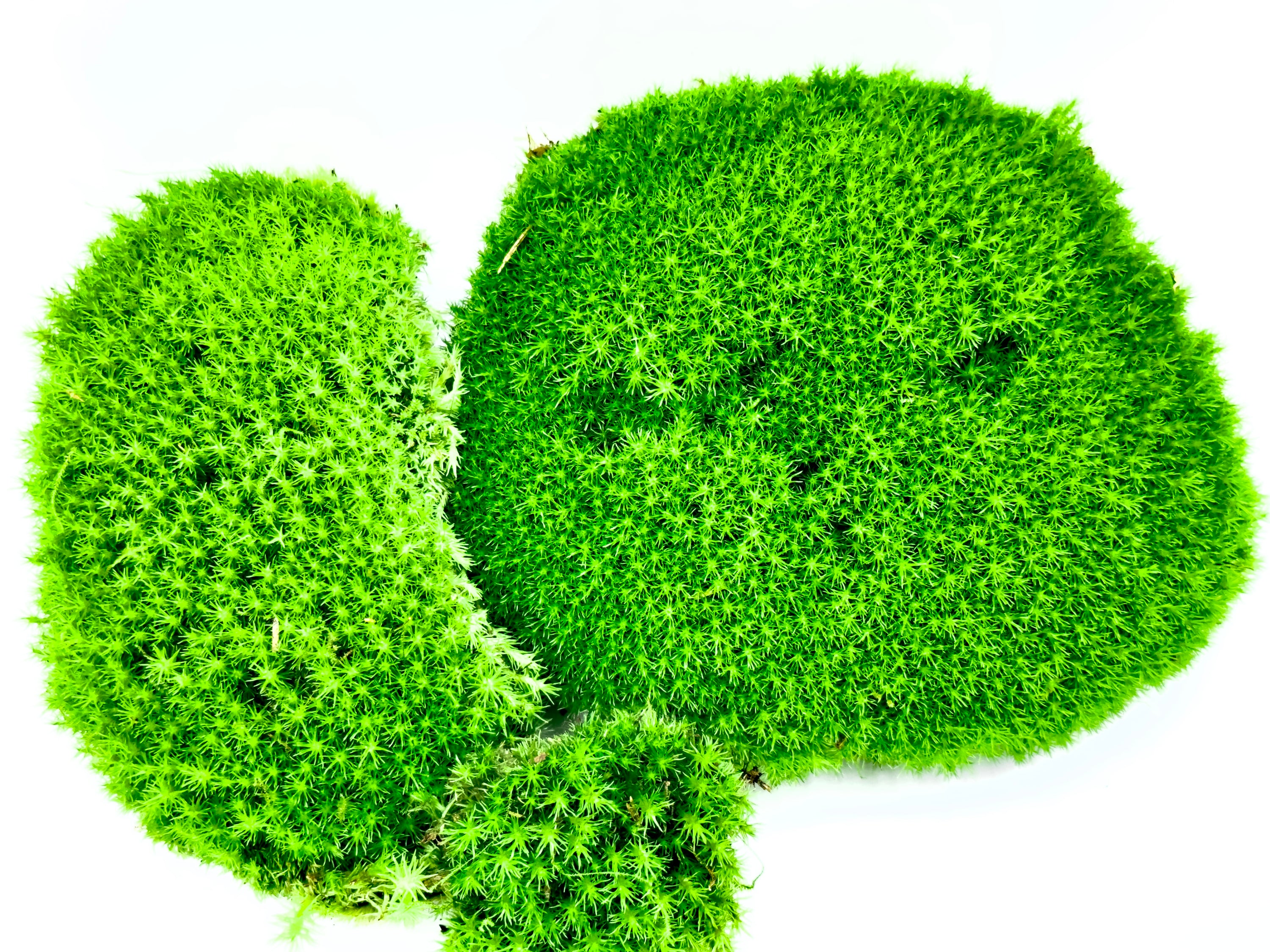 Muschio a Cuscinetto (Leucobryum glaucum) - Il Soffice Tappeto di Colline Vive