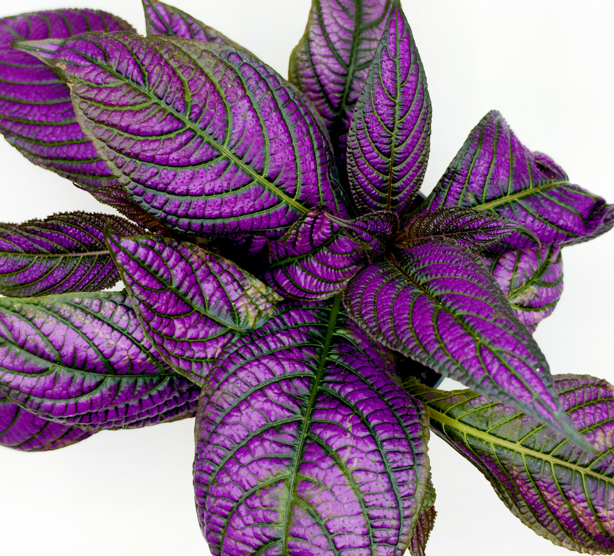 Strobilanthes dyeriana &