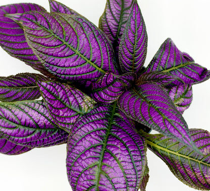 Strobilanthes dyeriana &
