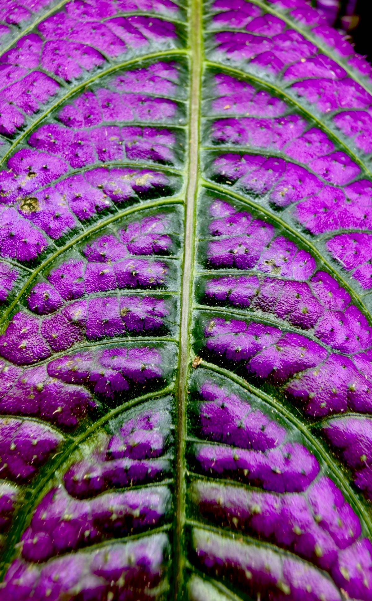 Strobilanthes dyeriana &