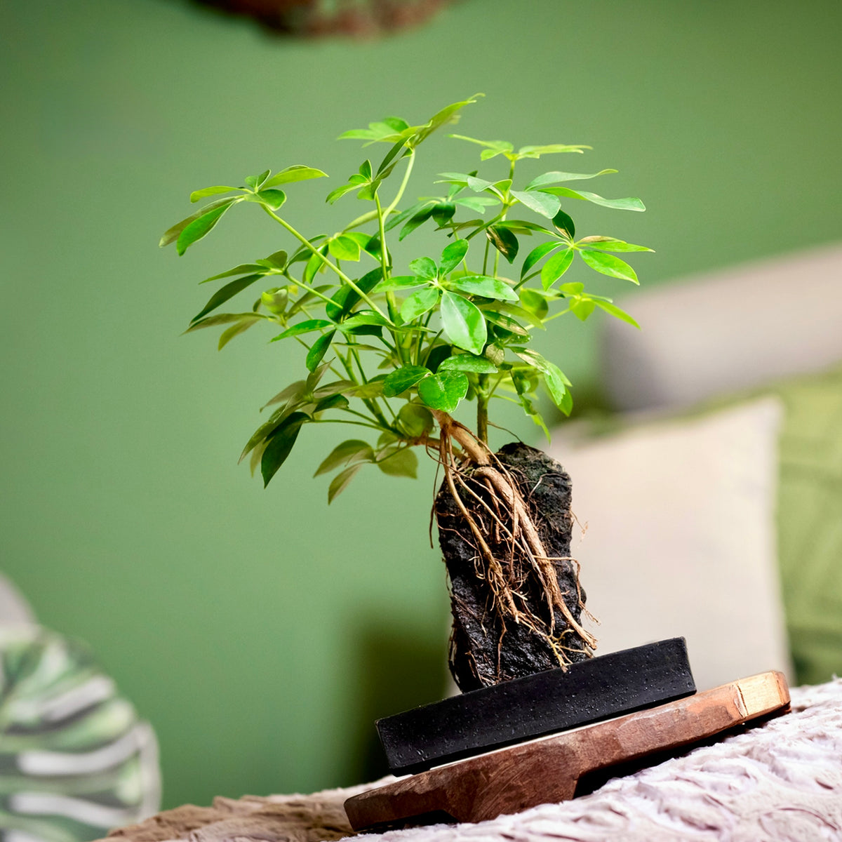 Schefflera su Roccia Lavica - Design Vulcanico d&