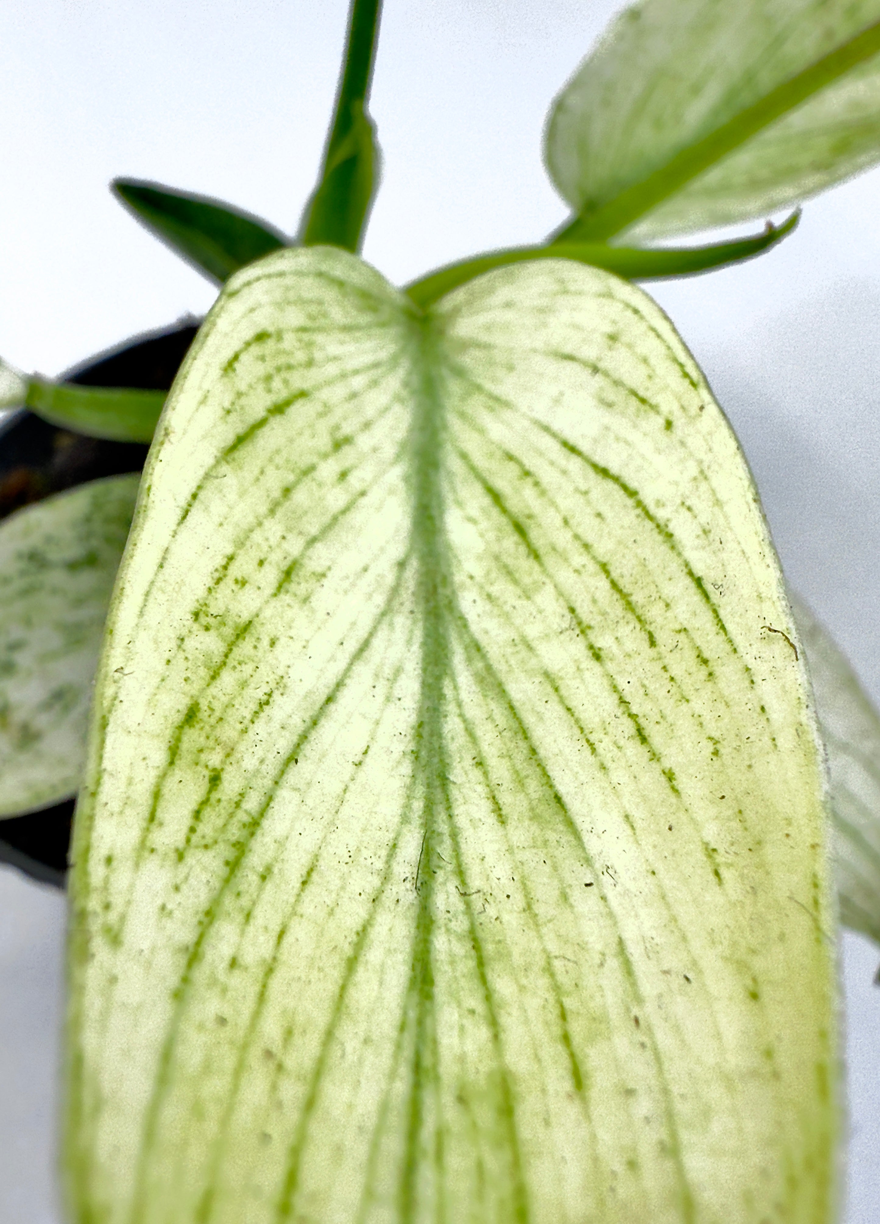 Baby Philodendron ‘Florida Ghost’ - La Rara Cultivar dal Bianco Spettrale