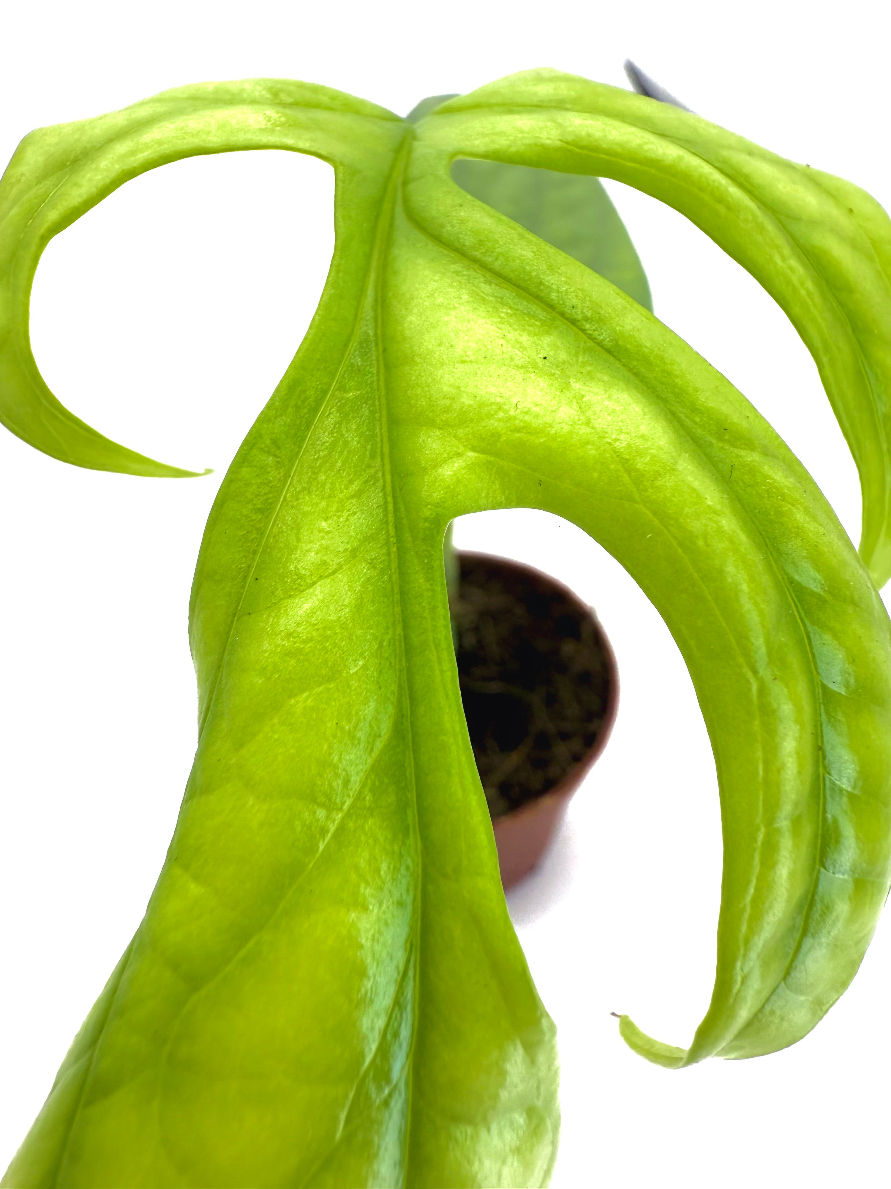 Baby Plant Amydrium Silver (Vaso 6 cm)- Il Gioiello Rampicante dalla Trama Argentata