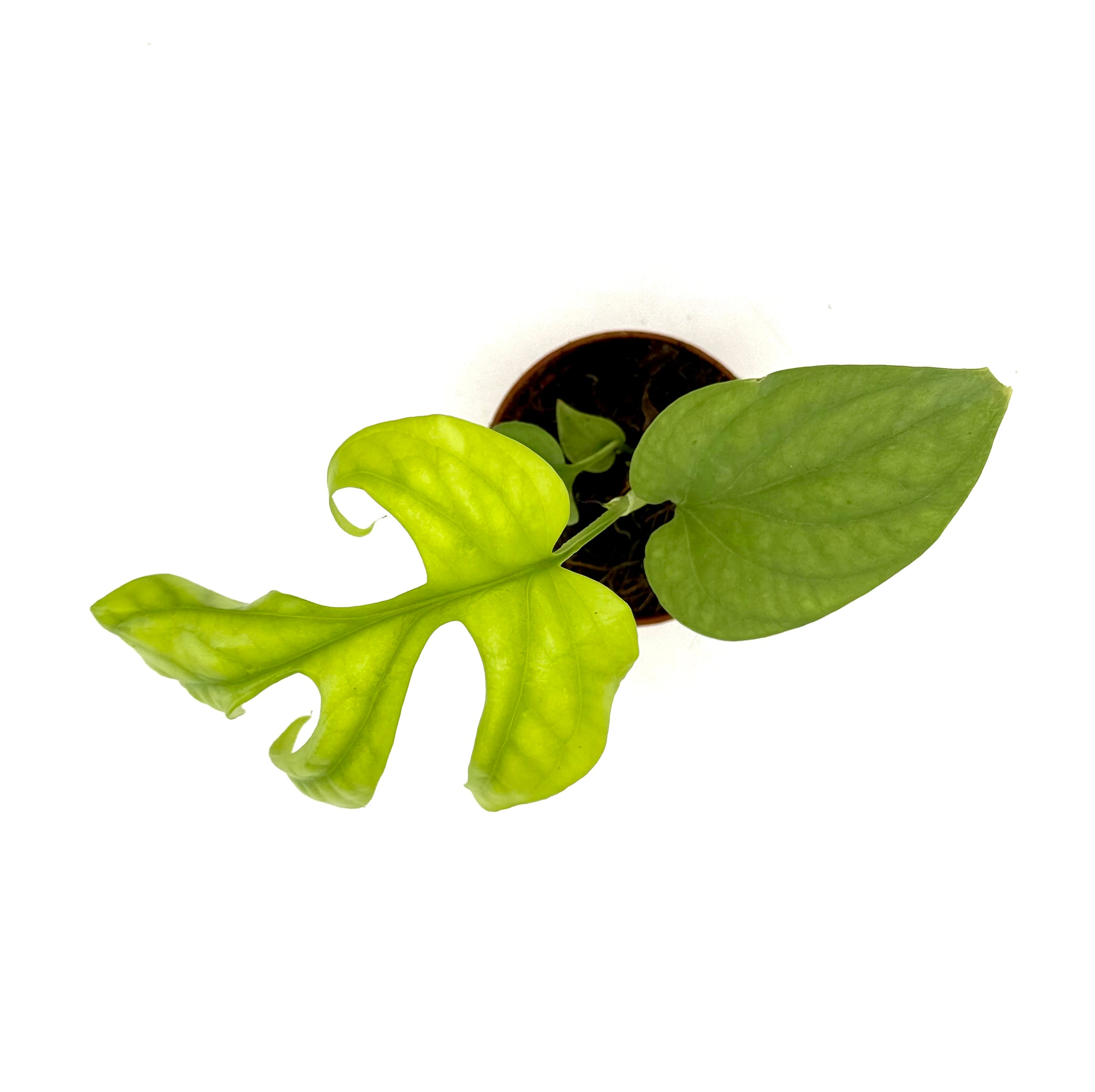 Baby Plant Amydrium Silver (Vaso 6 cm)- Il Gioiello Rampicante dalla Trama Argentata