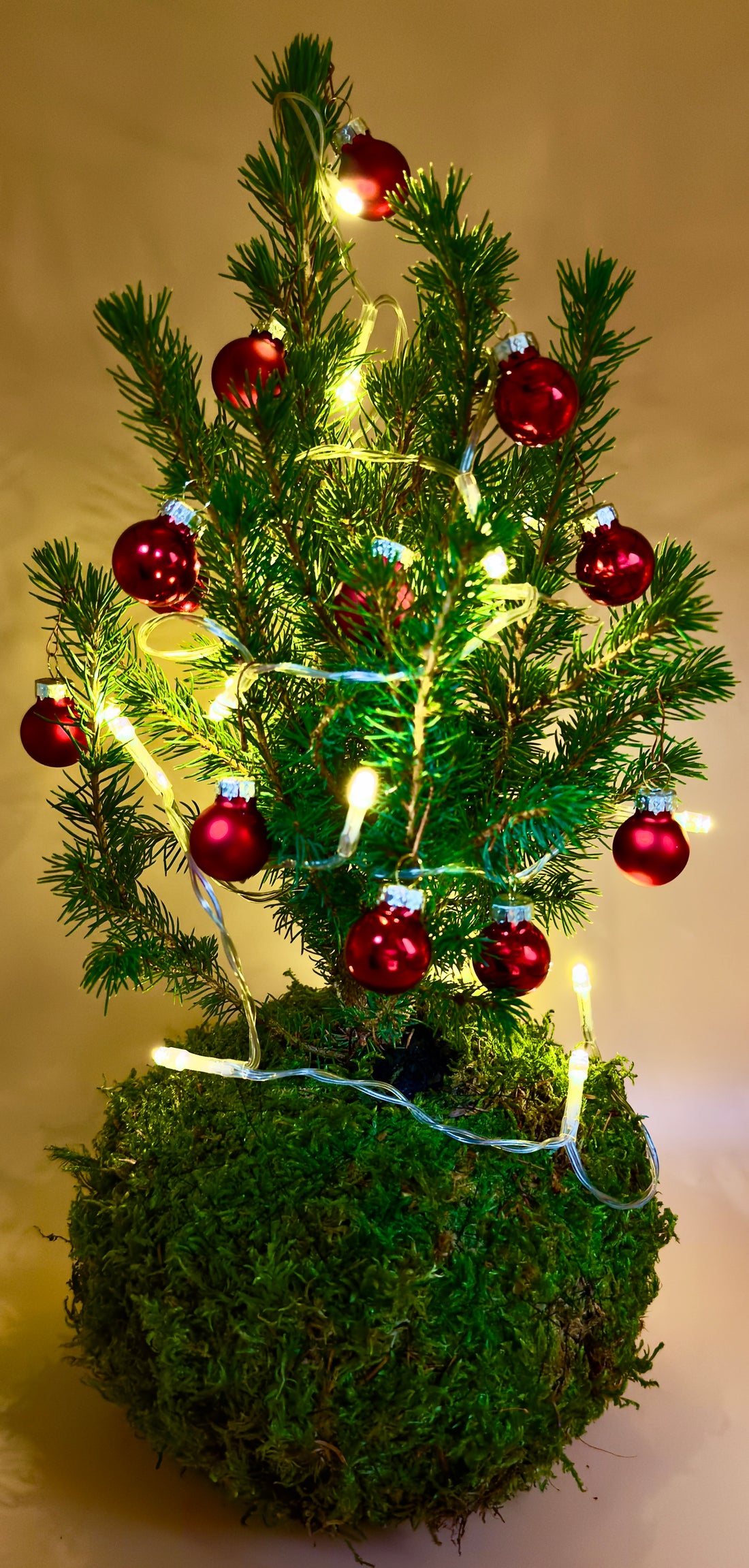 Kokedama Albero di Natale &quot;Picea glauca&quot; (decorazioni incluse !!)