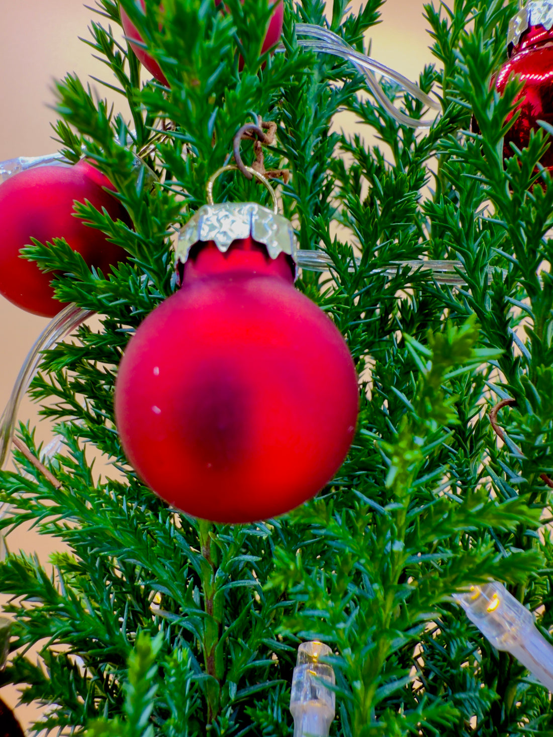 Kokedama Albero di Natale &quot;Picea glauca&quot; (decorazioni incluse !!)