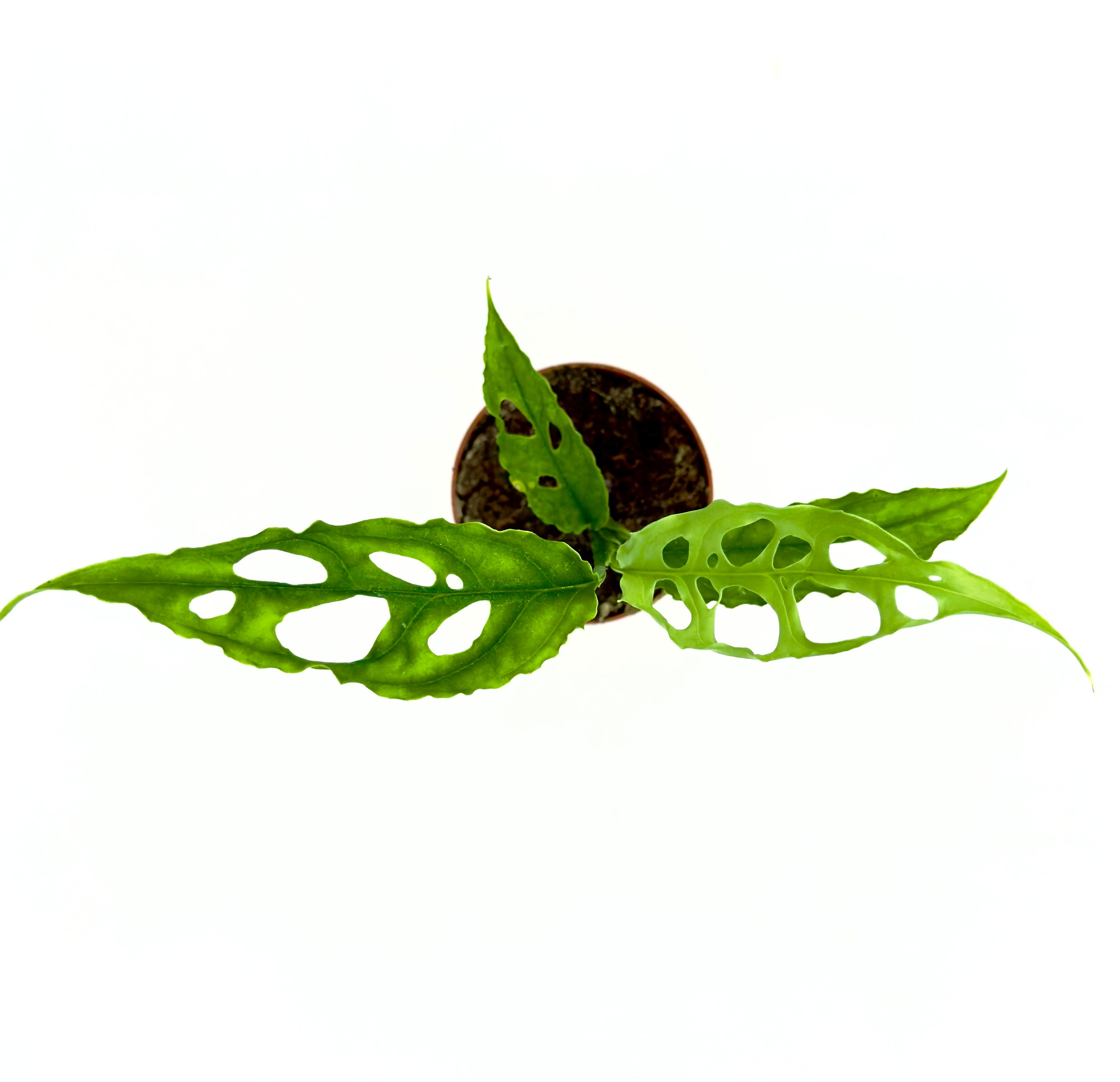 Baby Plant Monstera Obliqua Peru (Vaso 6 cm) - La Regina delle Rare