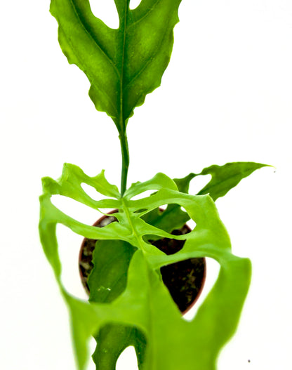 Monstera Obliqua Peru