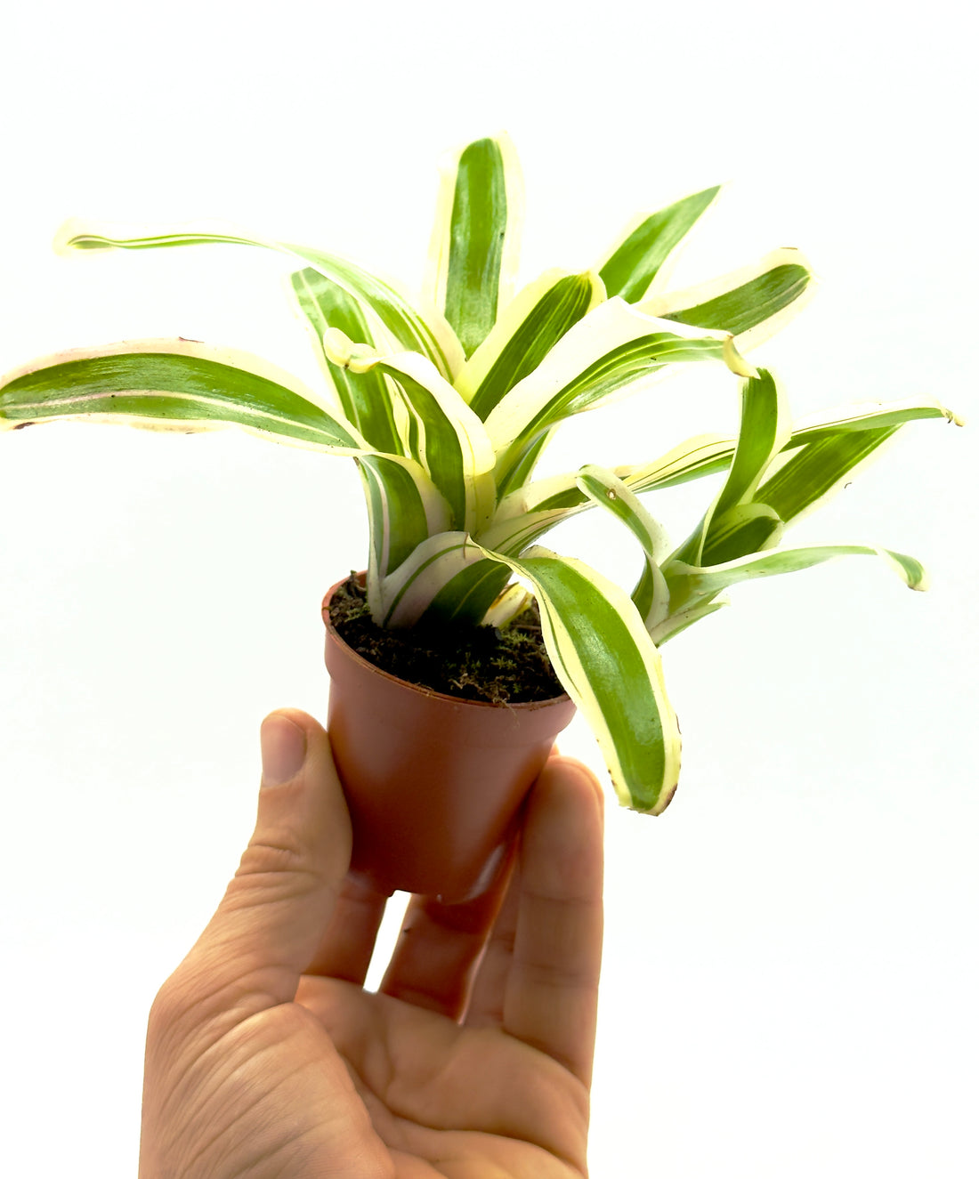 Baby Neoregelia Striped FireBall