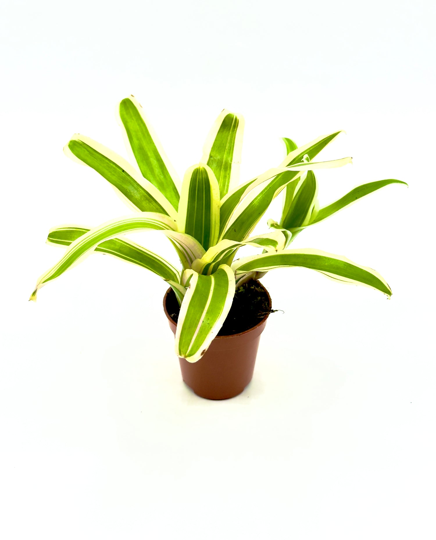 Baby Neoregelia Striped FireBall